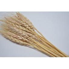 Пшеница (25шт) натуральная (2470)